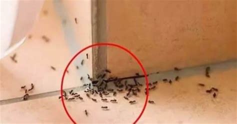 百鳥歸巢風水 為什麼家裡突然出現很多螞蟻